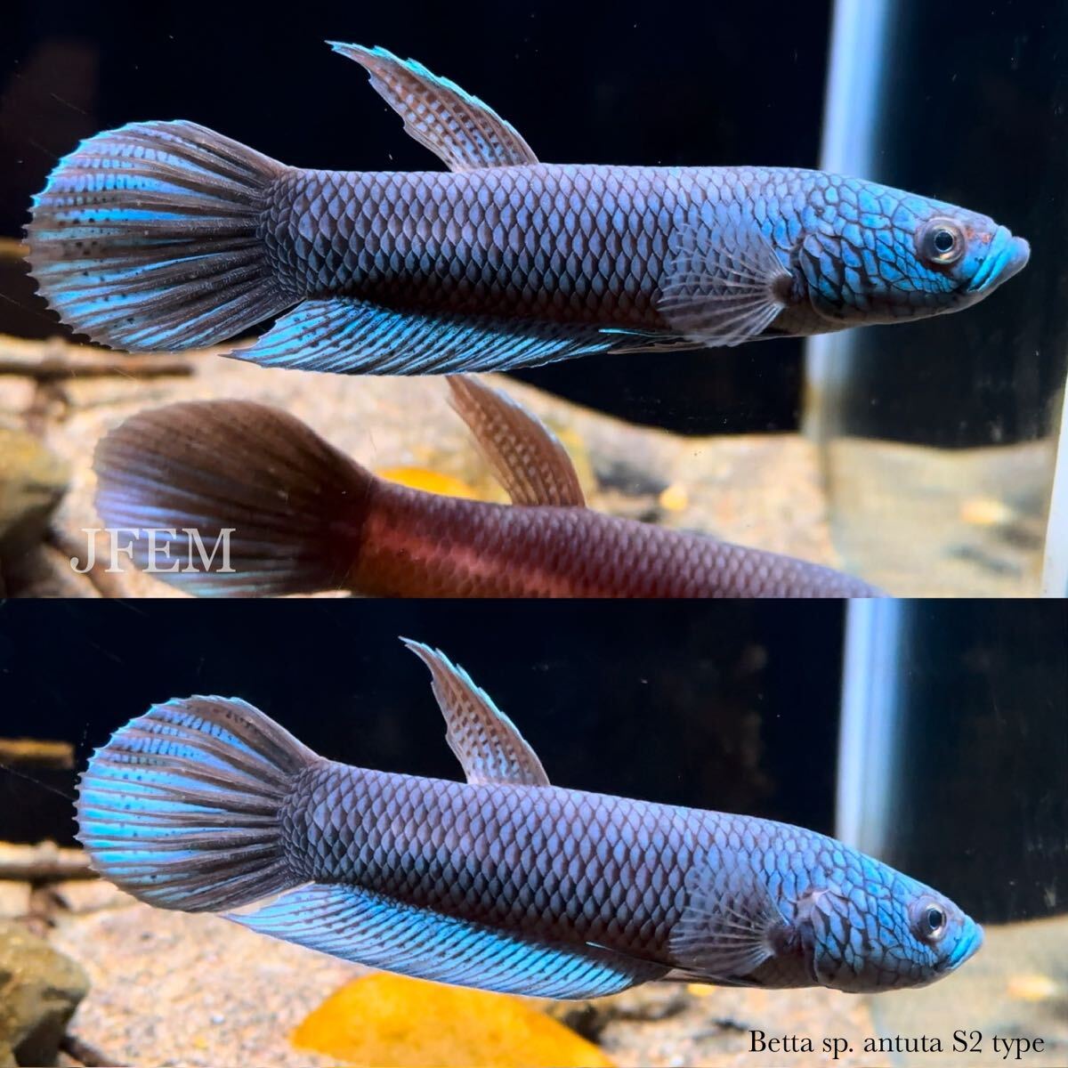 ベタsp.アントゥタ S2タイプ Betta sp. antuta S2 type ペア / ジェフェム JFEM拍卖