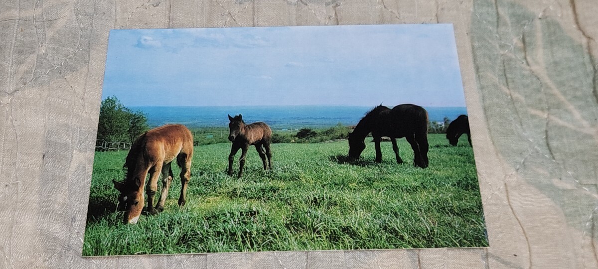 3438 絵葉書 那須高原 緑の放牧場(南ヶ丘牧場)拍卖