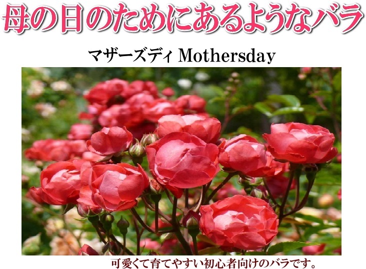 6574 マザーズデイ★カップ咲★ポリアンサローズ★6号大苗拍卖