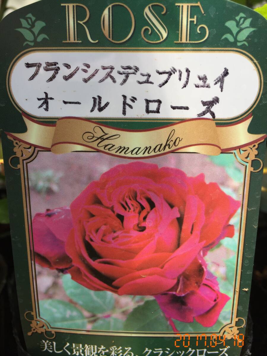 フランシス・デュブリュイ★ORティーローズ 甘い香り★挿し木苗拍卖