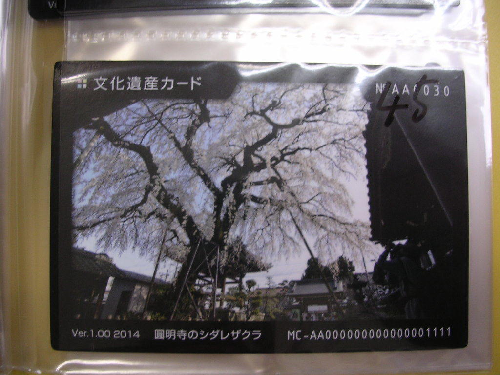 <複■文化遺産カード■ 園明寺のシダレザクラ ■(#45拍卖