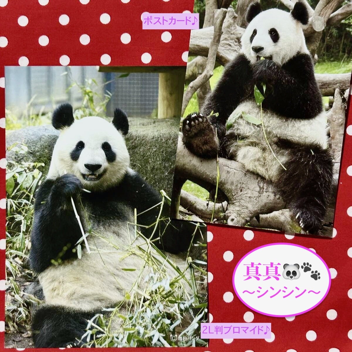 【シンシン(真真)】上野動物園 ポストカード&毎日パンダ 2L判ブロマイド ③ ジャイアントパンダ リーリー 力力 シャンシャン 香香拍卖