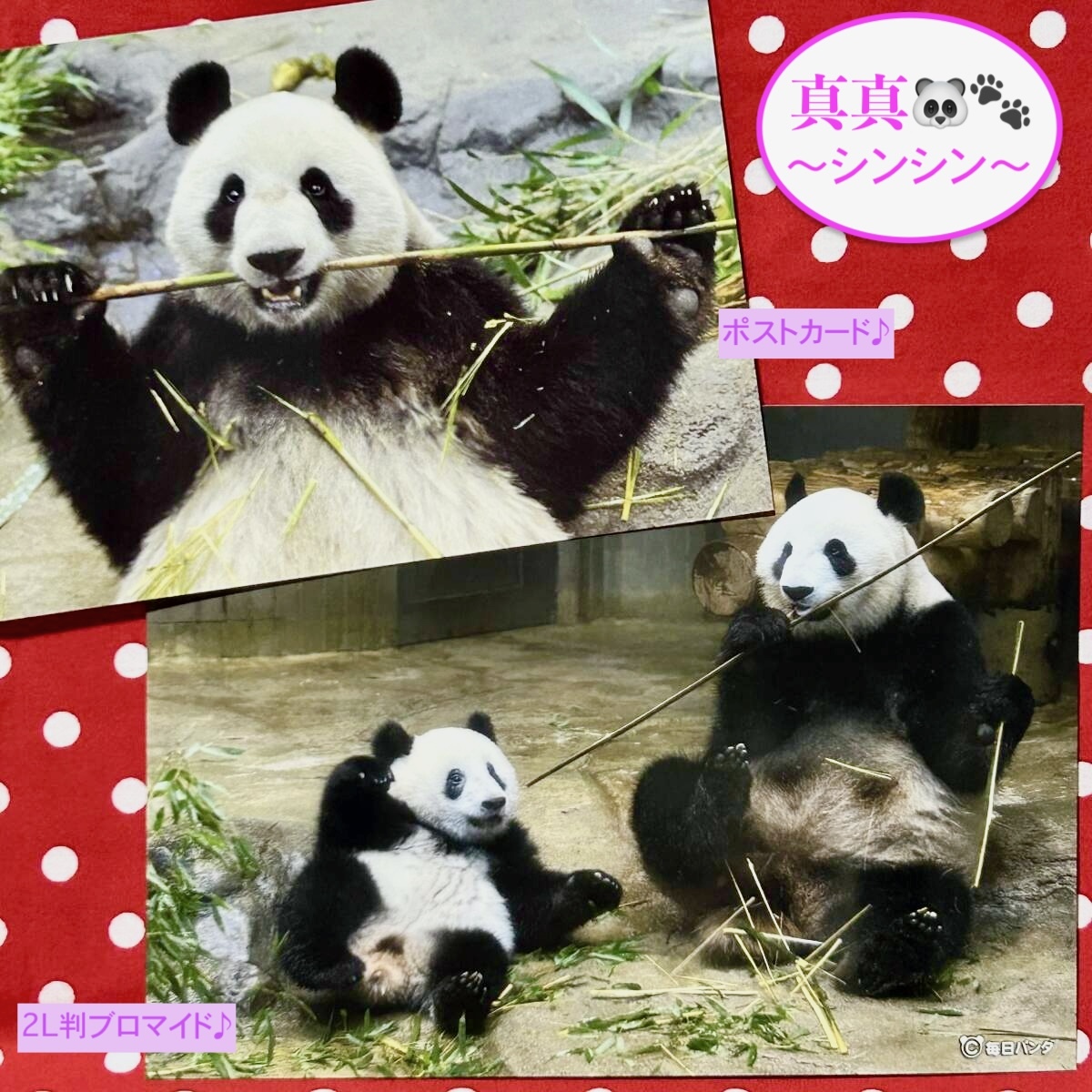 【シンシン(真真)】上野動物園 ポストカード&毎日パンダ 2L判ブロマイド ① ジャイアントパンダ リーリー 力力 シャンシャン 香香拍卖