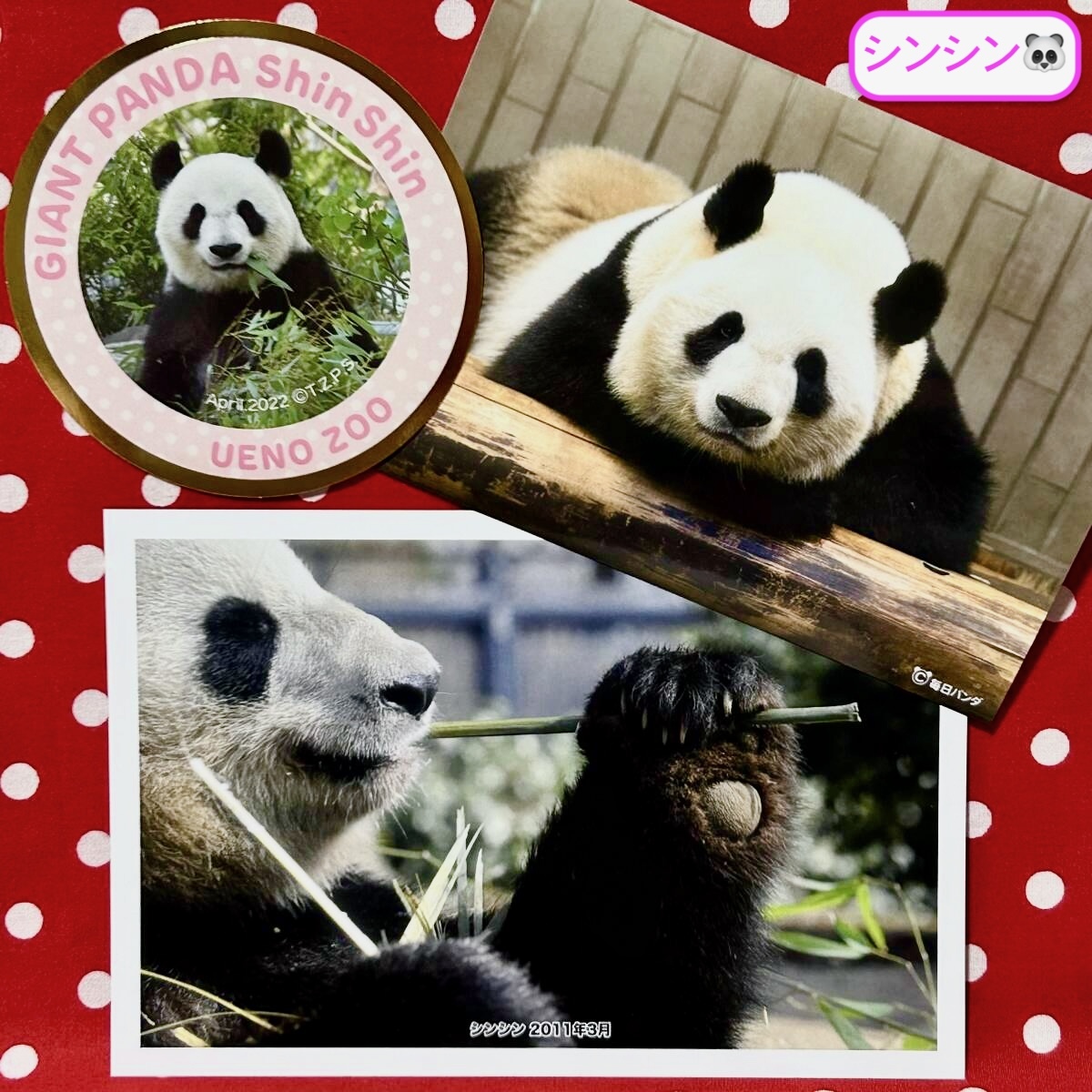 【シンシン 真真 ポストカード】上野動物園 公式オンラインショップ受注販売品&ステッカー&毎日パンダブロマイド② リーリー シャンシャン拍卖