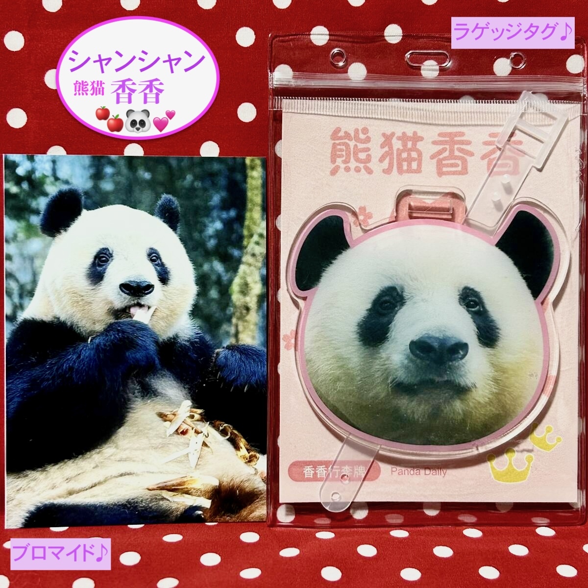 【シャンシャン 香香】ラゲッジタグ(正面)&ブロマイド ジャイアントパンダ リーリー シンシン 上野動物園 中国雅安碧峰峡 キーホルダー拍卖