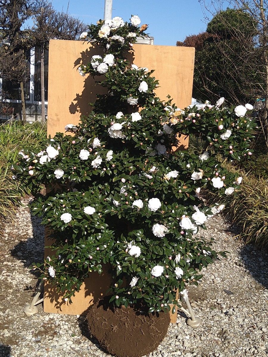 【★引き取り限定・配送不可★】【美品】白花 寒椿 ツバキ 仕立物 段作り 植木 庭木 12-1拍卖