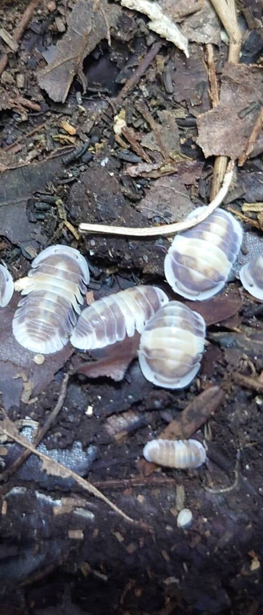 5匹+1匹Cubaris sp. cappuccinoカプチーノダンゴムシワラジムシ⑦拍卖