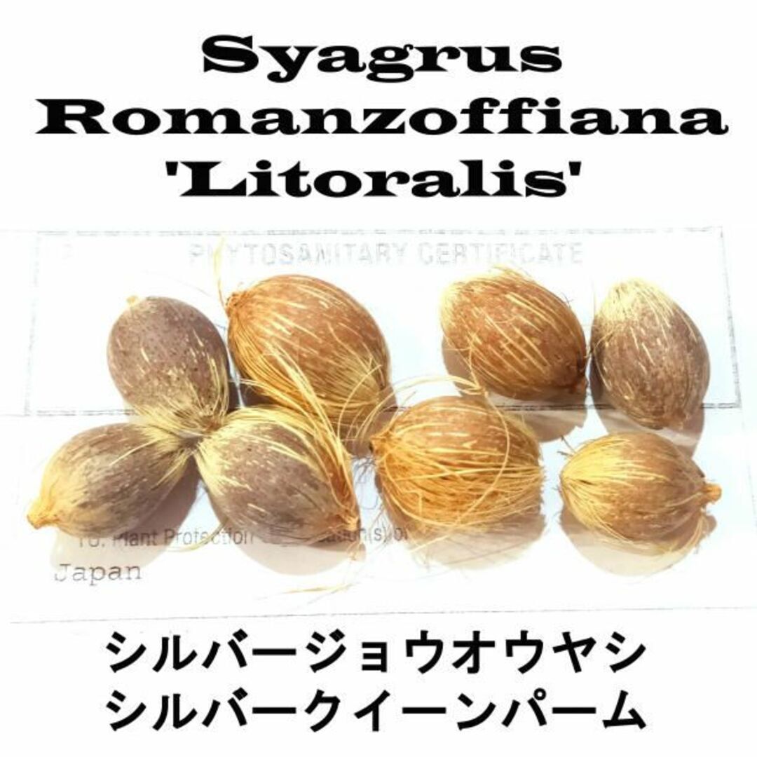 10月入荷 50粒+ シルバージョウオウヤシ シルバークイーン 種子 種拍卖