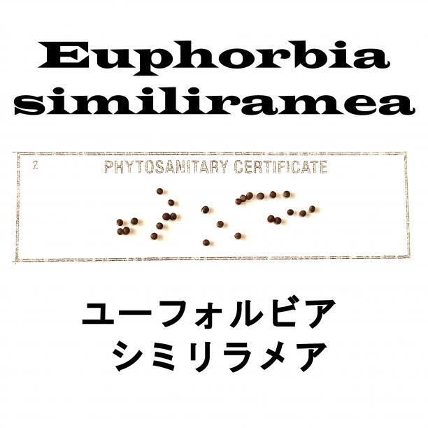 9月入荷 3粒 ユーフォルビア シミリラメア 種 種子 植物検疫証明書拍卖