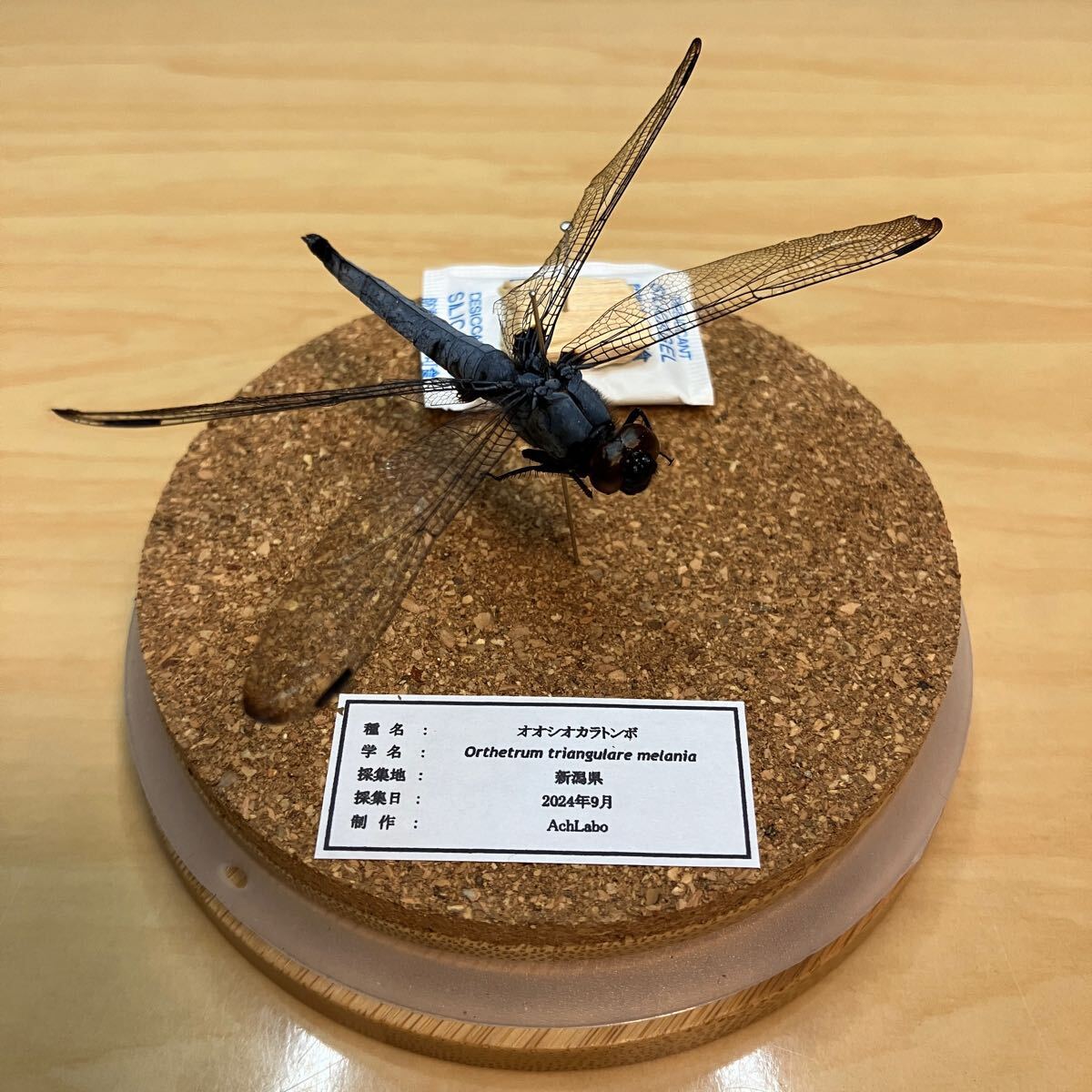 【昆虫標本】オオシオカラトンボ ガラスケース入り拍卖