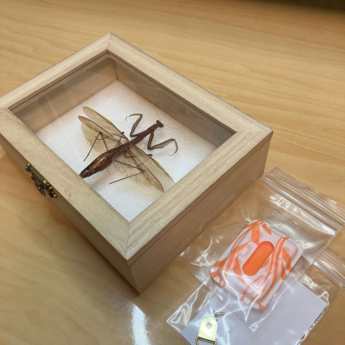 【昆虫標本】チョウセンカマキリ ウッドケース入り拍卖