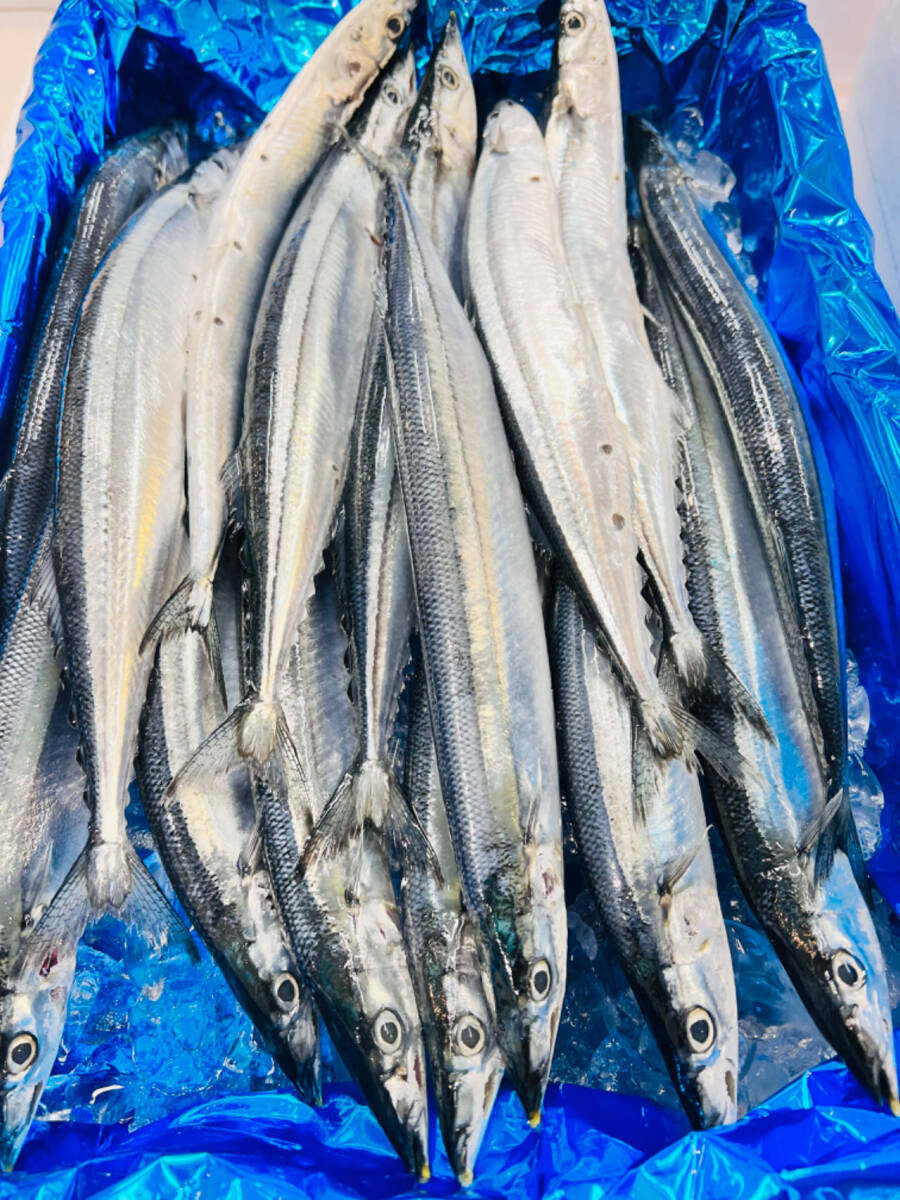 冷凍 秋刀魚 サンマ さんま 3尾 (1尾約100~130g) 塩焼き 蒲焼き 唐揚げ 天ぷら拍卖