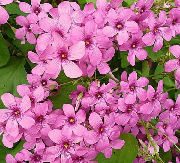 いもカタバミ10球拍卖