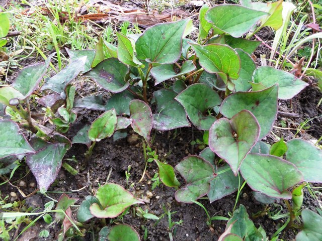 484.6.1◆トライ 家庭菜園 薬草 ドクダミ 20苗 どくだみ 健康茶 山野草◆エスディージーズ 無農薬 自然菜園 ナチュラル ガーデン 栽培 採取拍卖