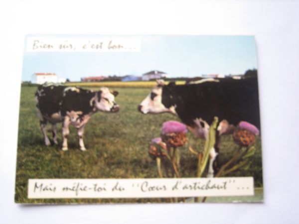 ヴィンテージ雑貨 ホルスタイン 牛 ポストカード G拍卖