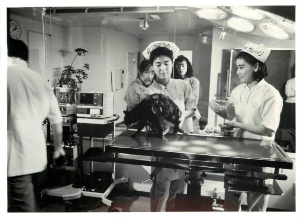 p17267荻野目洋子五十嵐いづみ『公園通りの猫たち』スチル拍卖