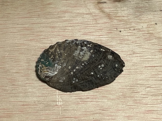 鮑　貝殻　小　1