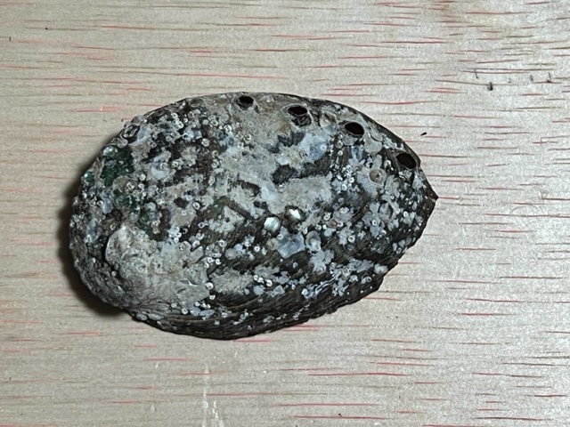 鮑　貝殻　小　3