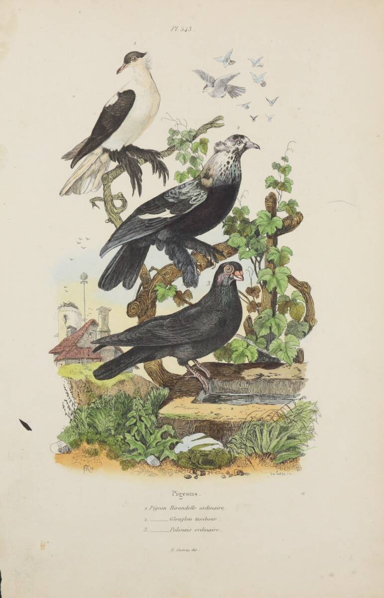 フランスアンティーク 博物画 『鳥類　Pigeons　ハト』 多色刷り銅版画