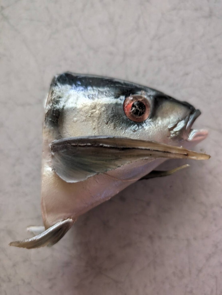 【まいづる食品サンプル】魚の頭　D-48