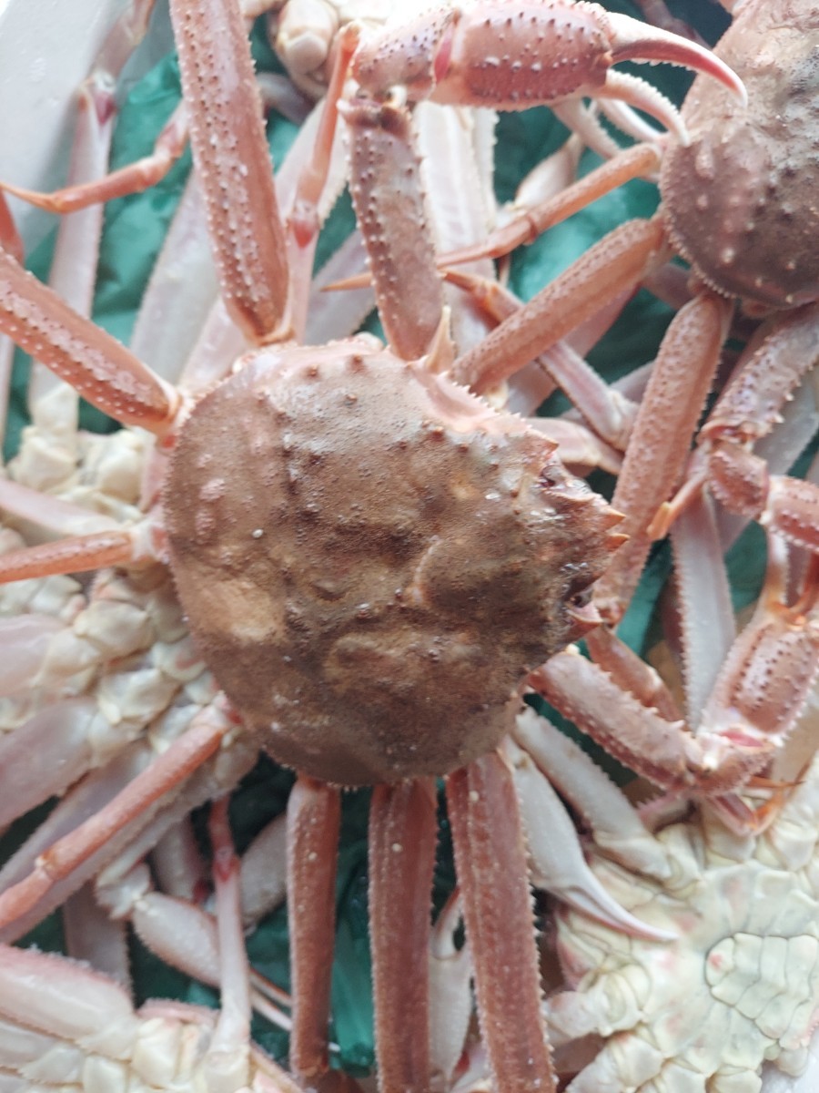 活ズワイガニ38cm10匹3.0k箱10980円即決。冷凍発送。冷凍発送