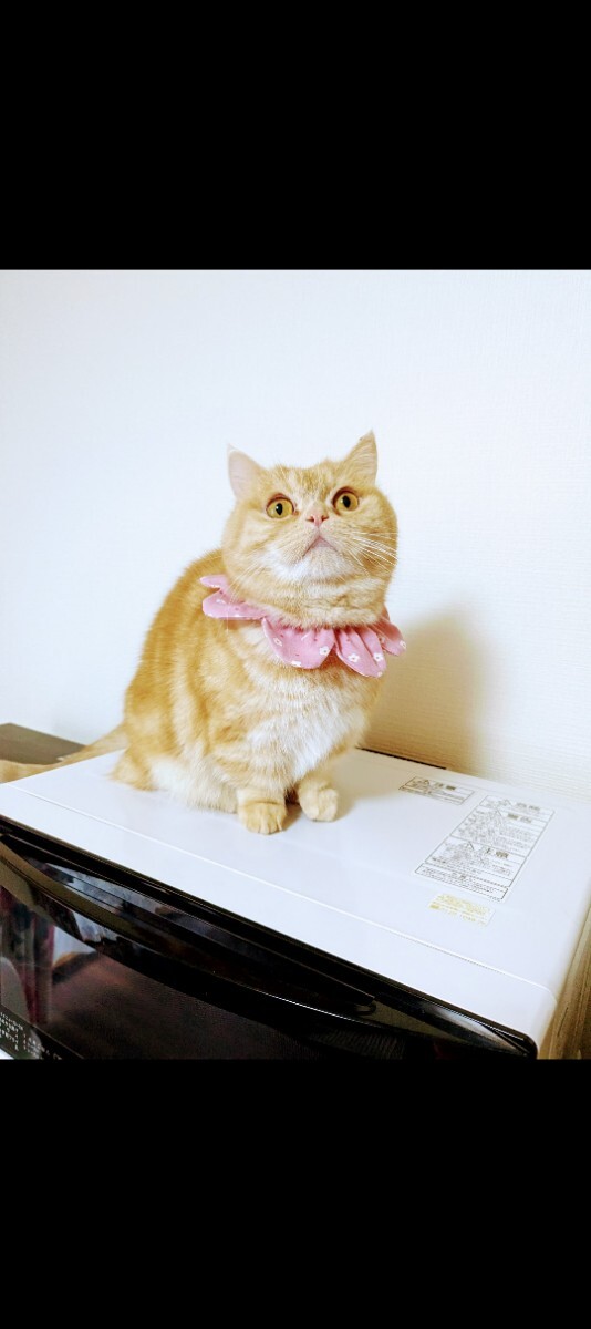 猫　首輪　2つ　ハンドメイド　可愛い♪即決価格　送料無料　