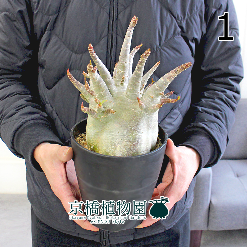 【現品】アデニウム・アラビカム・ドワーフブラック 5号 黒鉢（1）Adenium arabicum Dwarf type "Black"