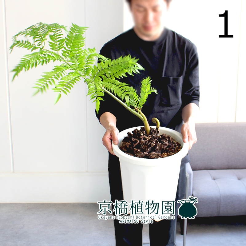 【現品】リュウビンタイ/羊歯（シダ） 10号（1）Angiopteris lygodiifolia