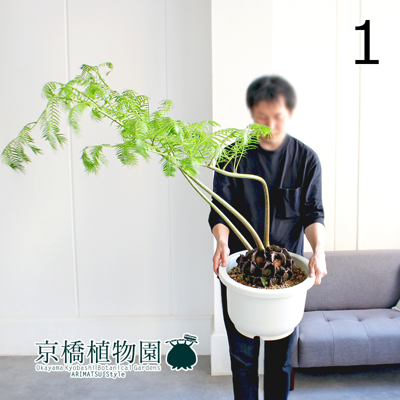 【現品】リュウビンタイ/羊歯（シダ） 13号（1）Angiopteris lygodiifolia