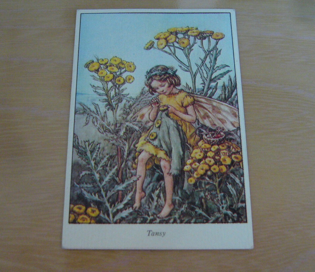 希少 昭和レトロ当時物 フラワー フェアリーズ カード flower fairies 森永 製菓 ハイクラウン チョコレート 花の妖精 Tansy たんぽぽ 天使