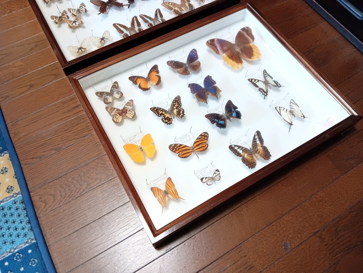 蝶々標本・ドイツ箱・博物館経由1個どちらか上下で選択