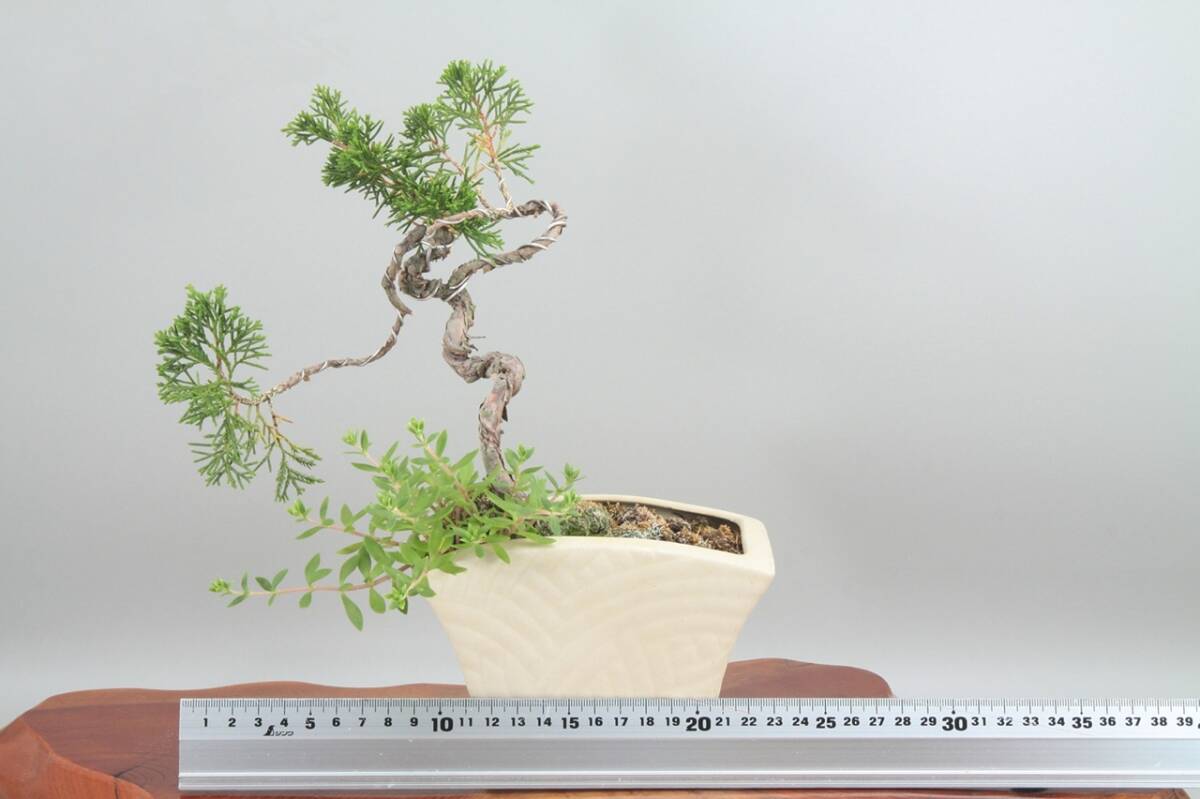 【美容師が育てた盆栽】真柏シンパク 高28cm 幅23cm 奥19cm ★引取り大歓迎★ #BN29