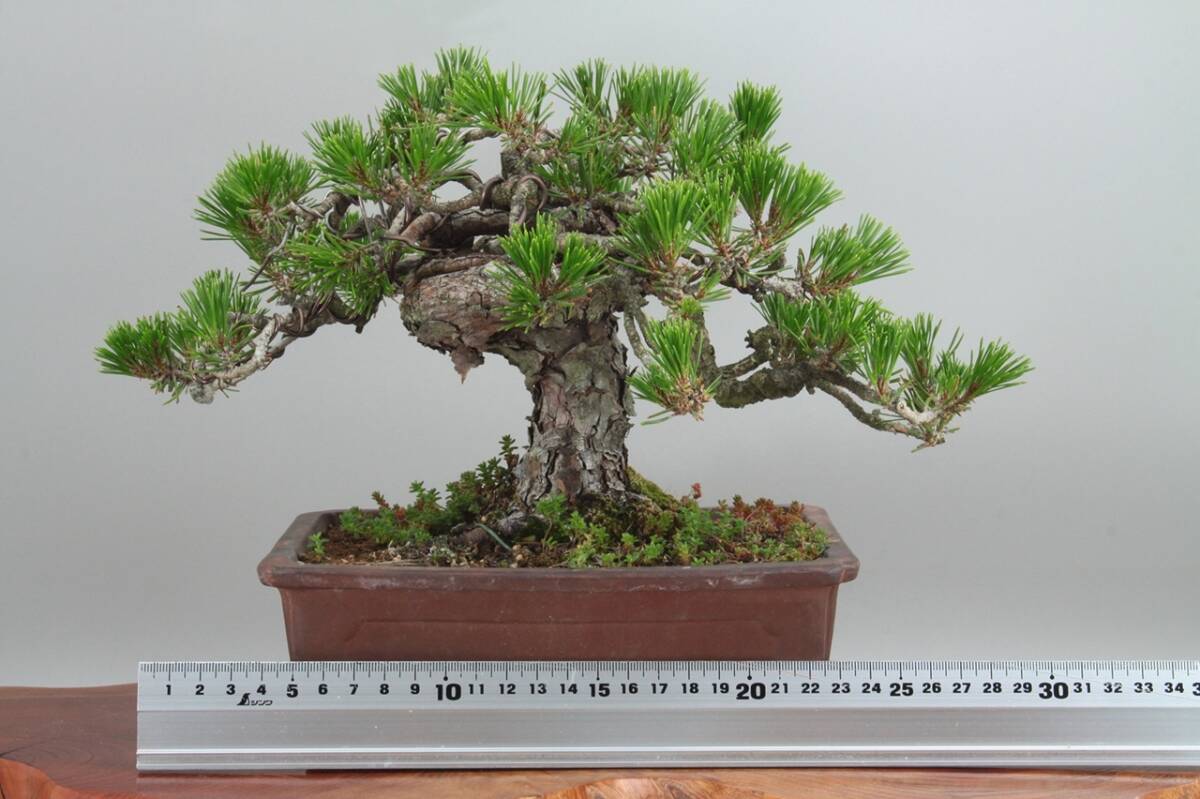 【美容師が育てた盆栽】黒松 高24cm 幅30m 奥21cm ★引取り大歓迎★ #BN30