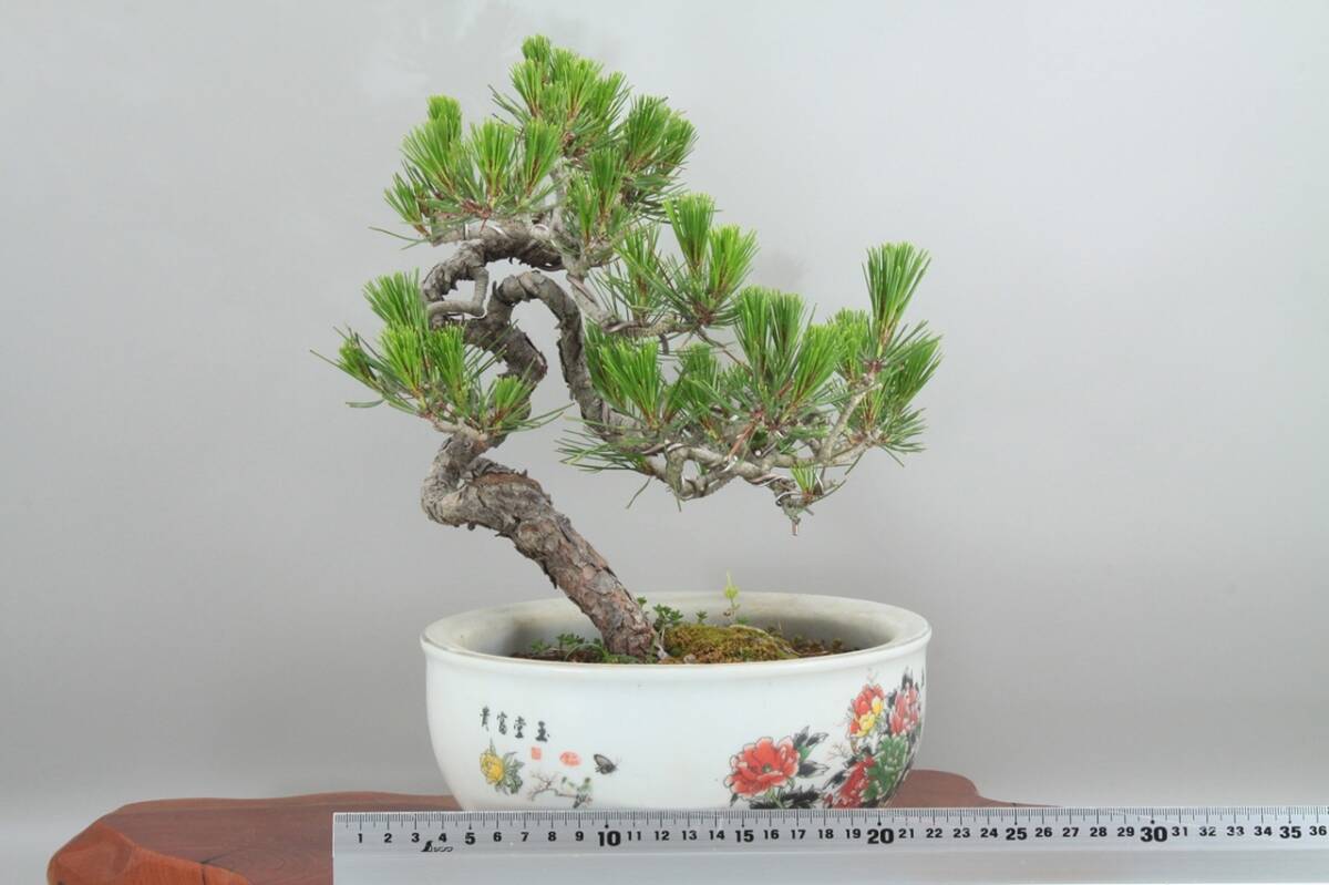 【美容師が育てた盆栽】黒松 高33cm 幅23cm 奥24cm ★引取り大歓迎★ #BN31
