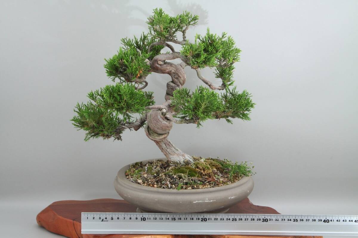 【美容師が育てた盆栽】真柏シンパク 高36cm 幅29cm 奥24cm ★引取り大歓迎★ #BN32