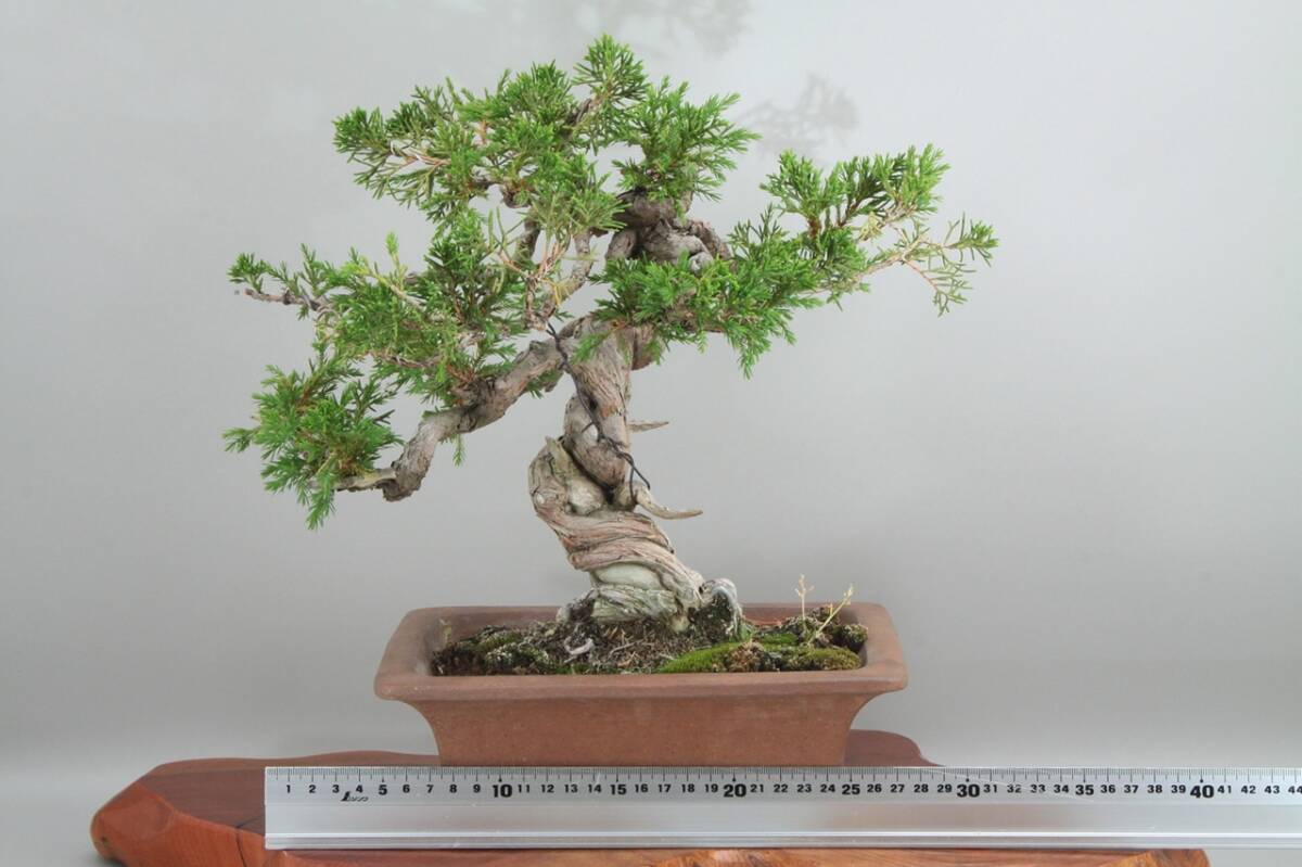 【美容師が育てた盆栽】真柏シンパク 高35cm 幅33cm 奥21cm ★引取り大歓迎★ #BN33