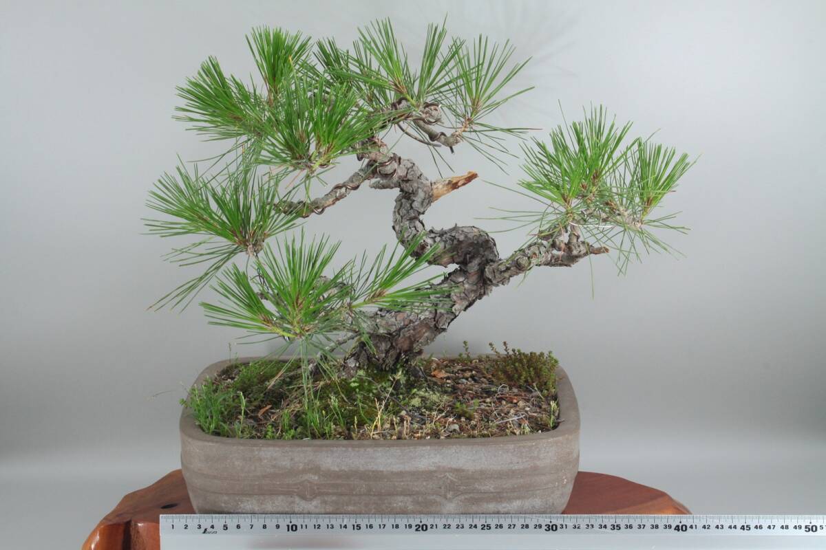 【美容師が育てた盆栽】黒松 高40cm 幅42cm 奥33cm ★引取り大歓迎★ #BN27