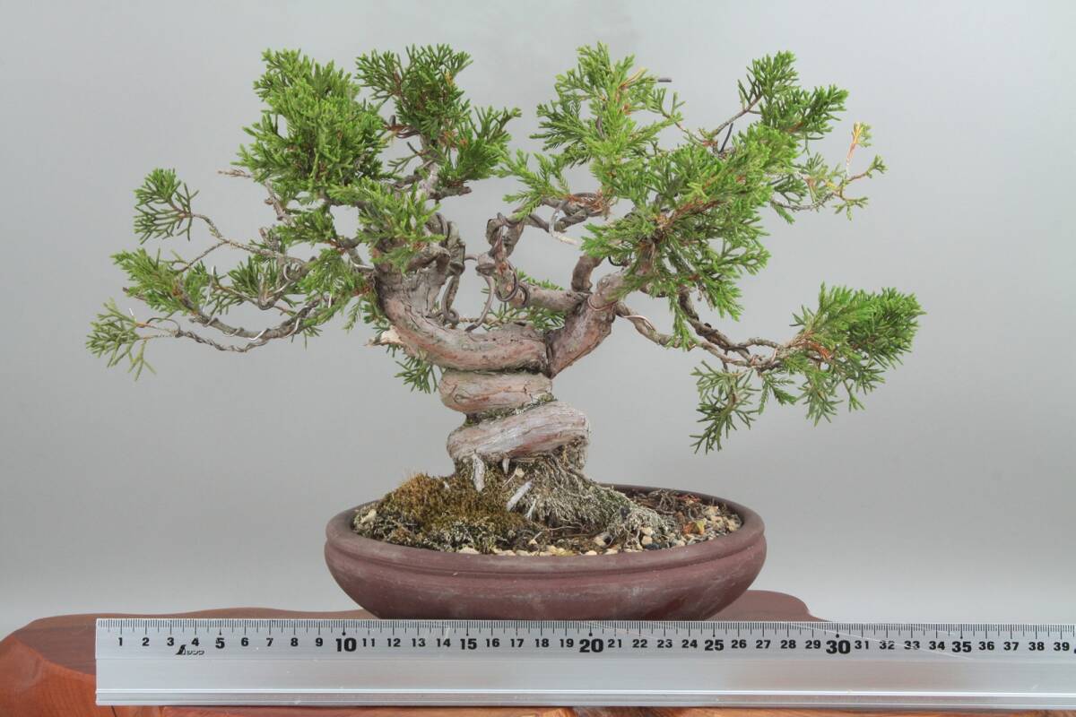 【美容師が育てた盆栽】真柏シンパク 高27cm 幅34cm 奥25cm ★引取り大歓迎★ #BN28