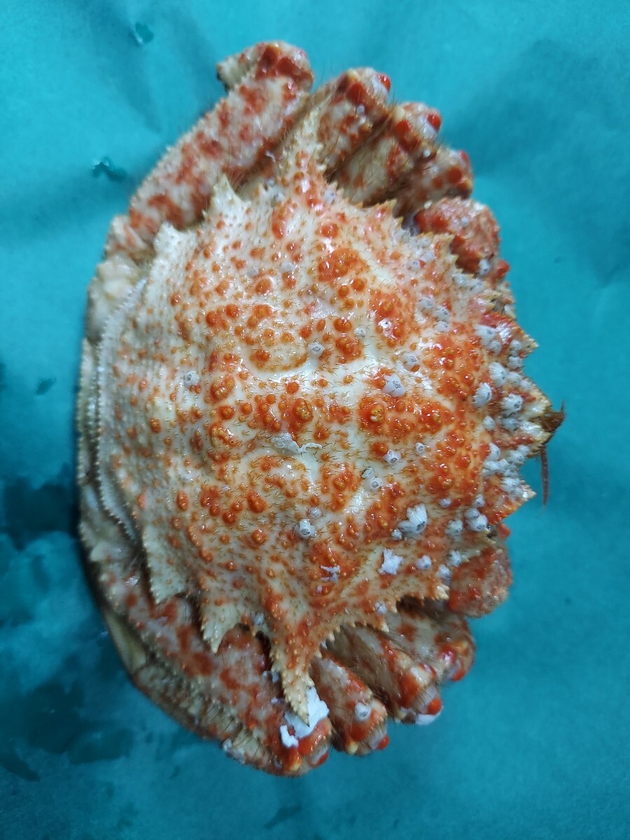 トゲクリガニ雄250g位1匹798円即決