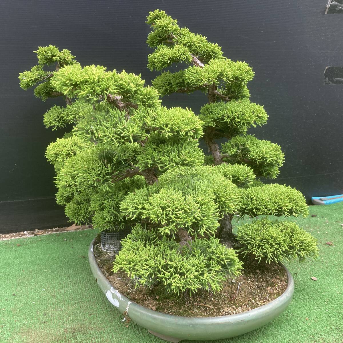 {$data['title']拍卖