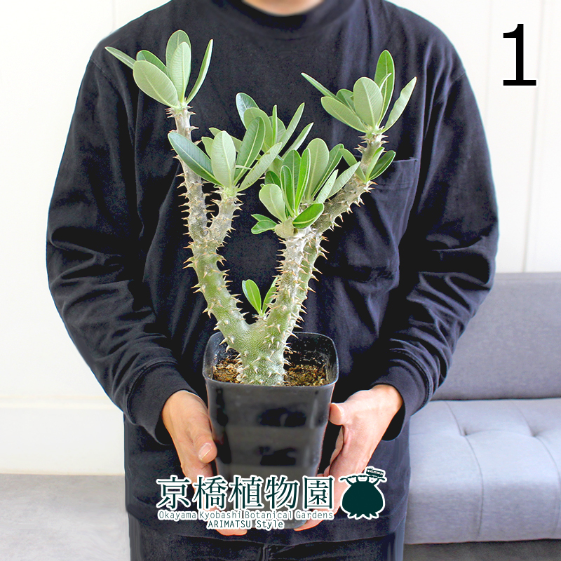 【現品】パキポディウム・デンシフローラム 5号 黒角鉢（1）Pachypodium densiflorum