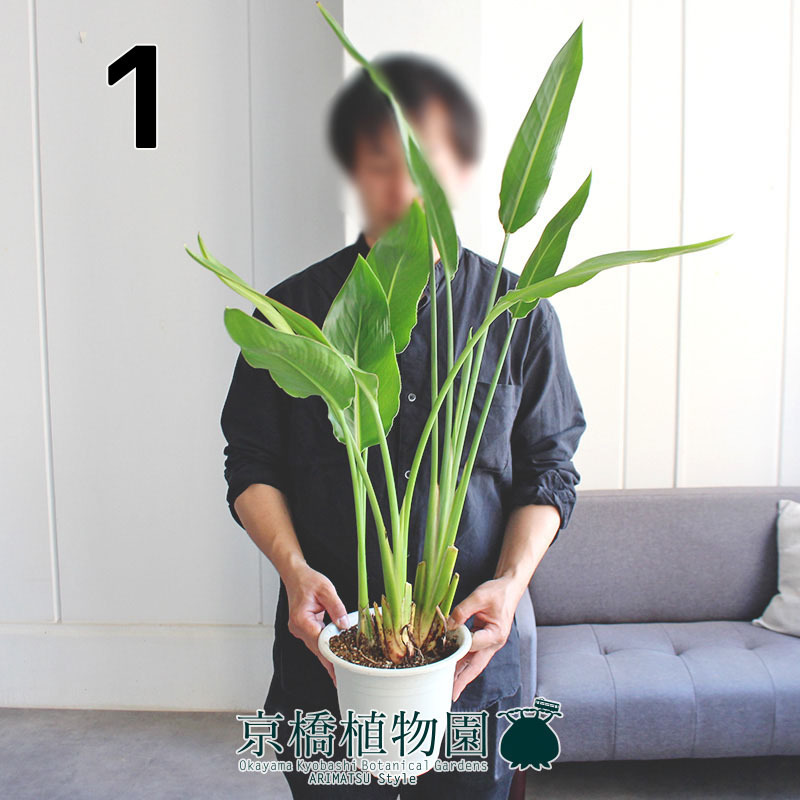 【現品】ストレチア/ストレリチア・レギネ 7号　白鉢（1）Strelitzia reginae