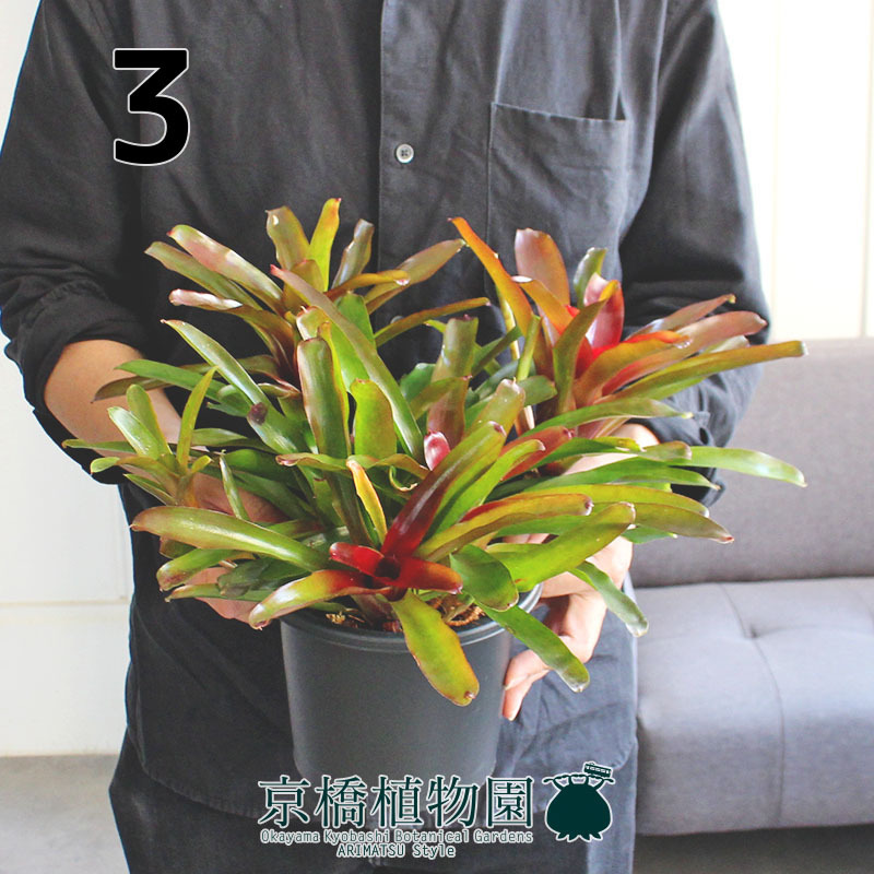 【現品】ネオレゲリア/ネオレゲリア リオオブリオ　5号（3）Neoregelia