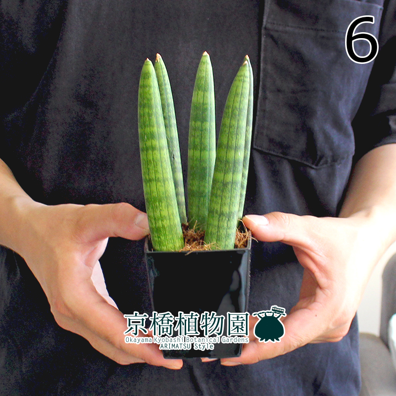 【現品】サンスベリア・キリンドリカ 3号 黒角鉢（6）Sansevieria cylindrica