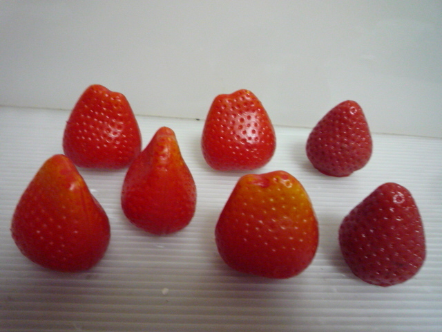 イチゴ 苺 菓子 ケーキ サンプル 約3.5cm 7個セット