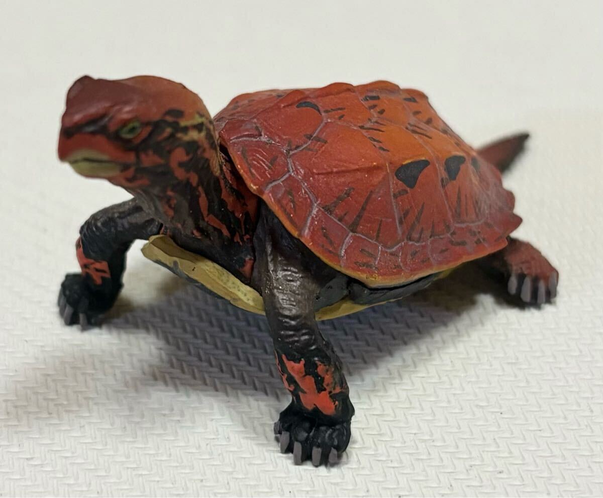 ★カプセルQ フィギュア 日本の動物コレクション リュウキュウヤマガメ 赤色型 沖縄 亀 中古