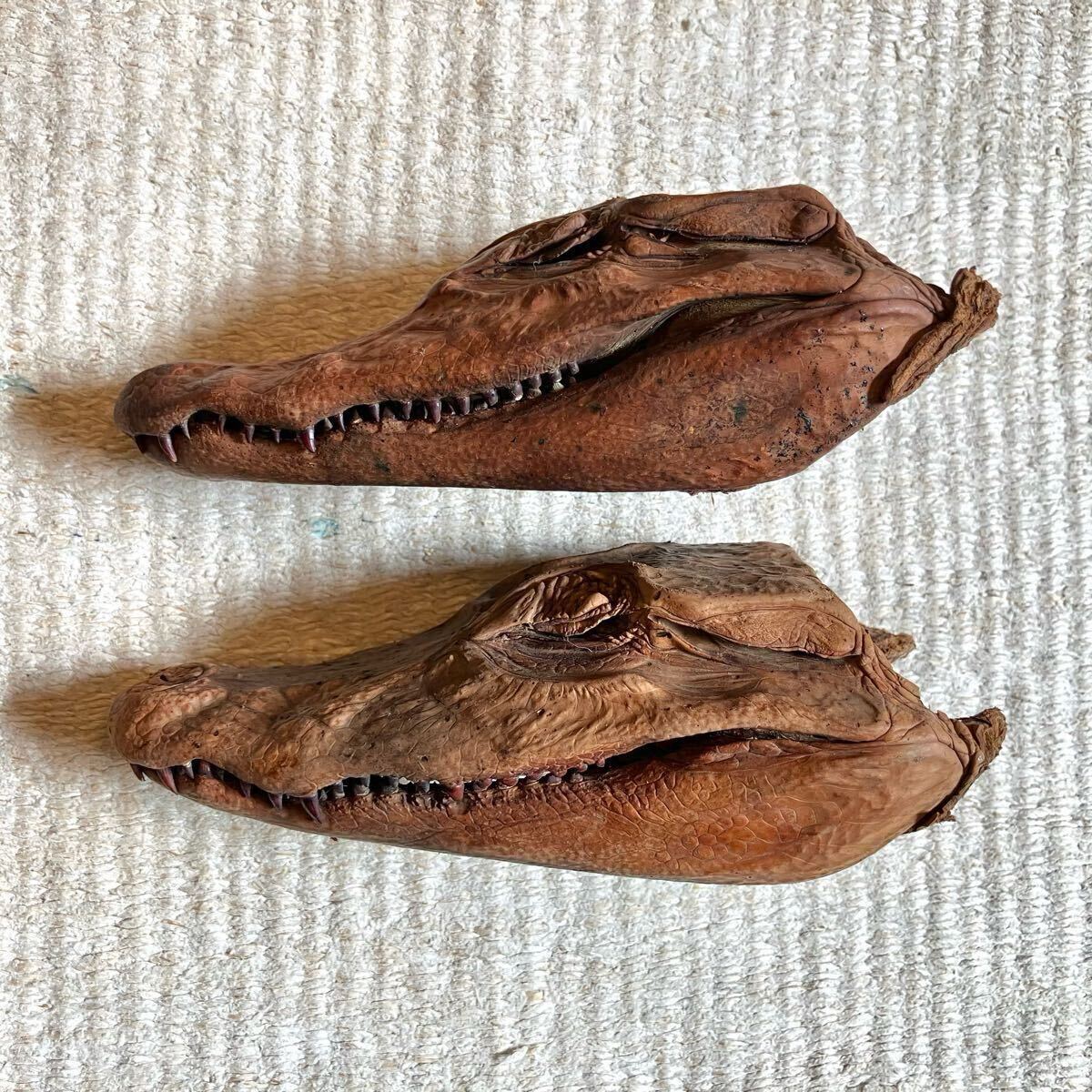 ワニ 頭 標本 剥製 ヌメ 2匹セット