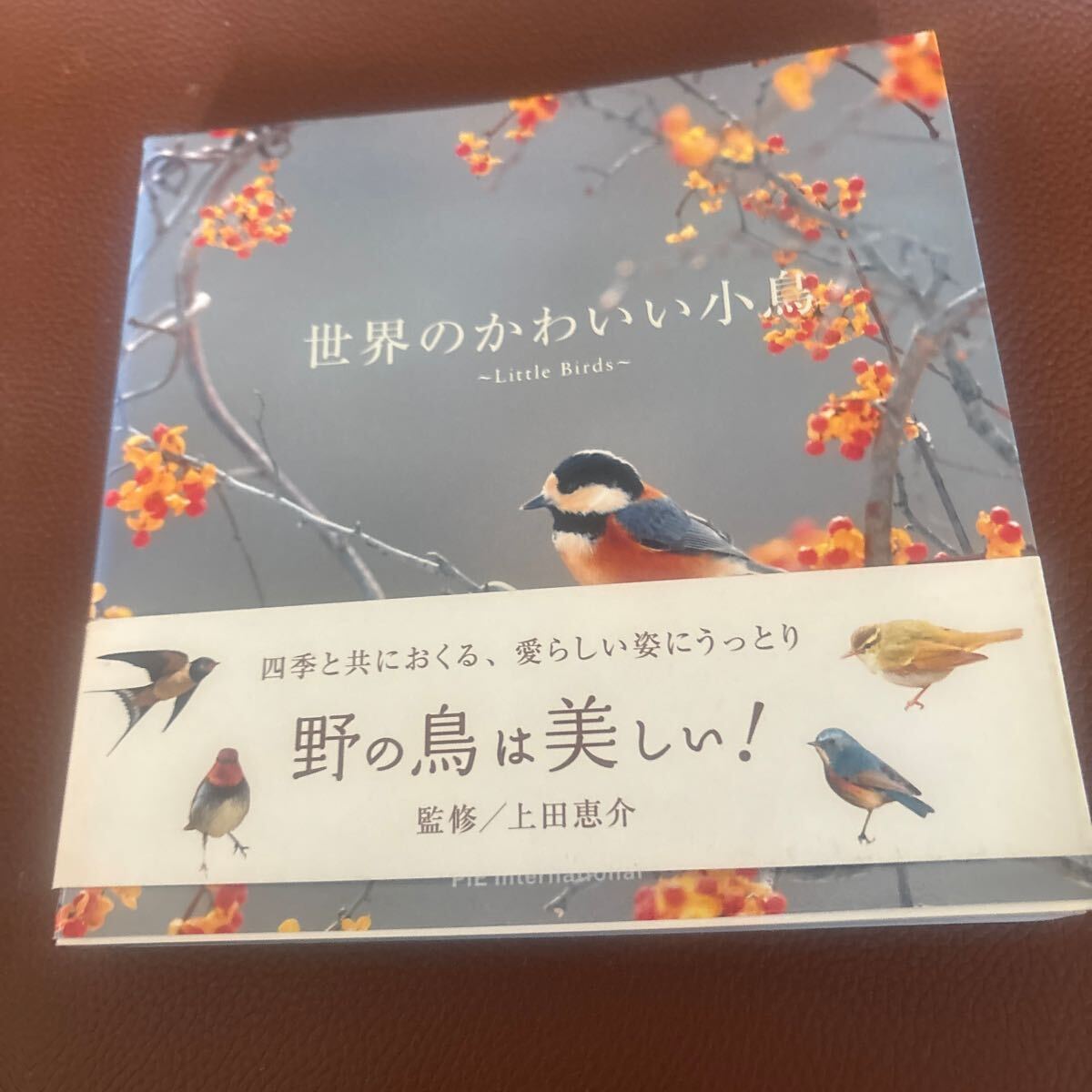 【野の野鳥は美しい・上田圭介監修】四季　自然　小鳥　図鑑【2025/1 ST- SIDE P引】