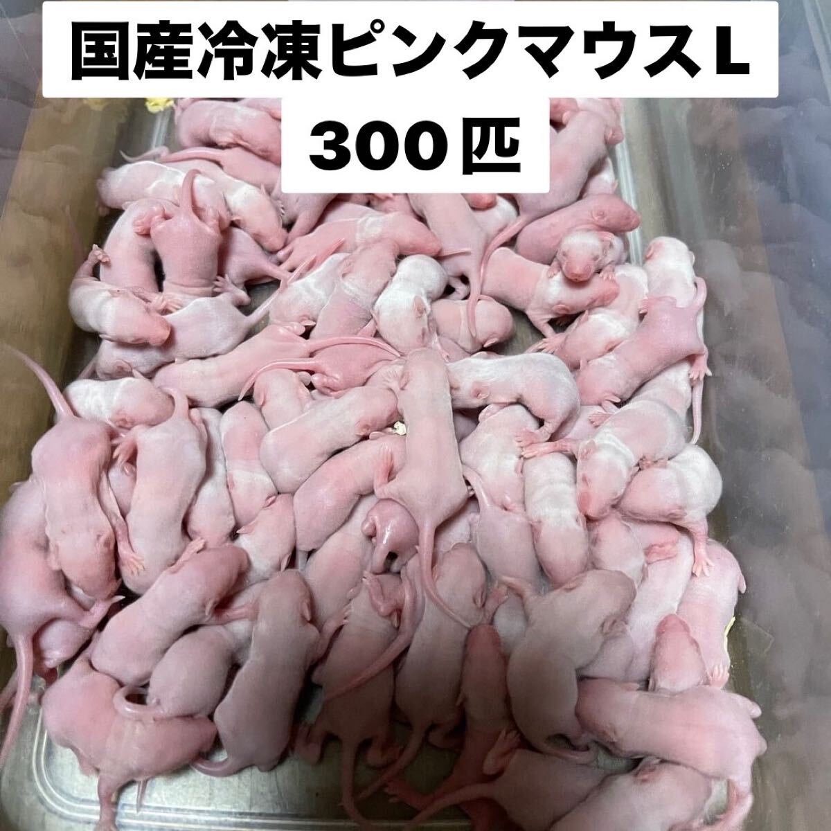 国産冷凍ピンクマウスL 300匹　送料別