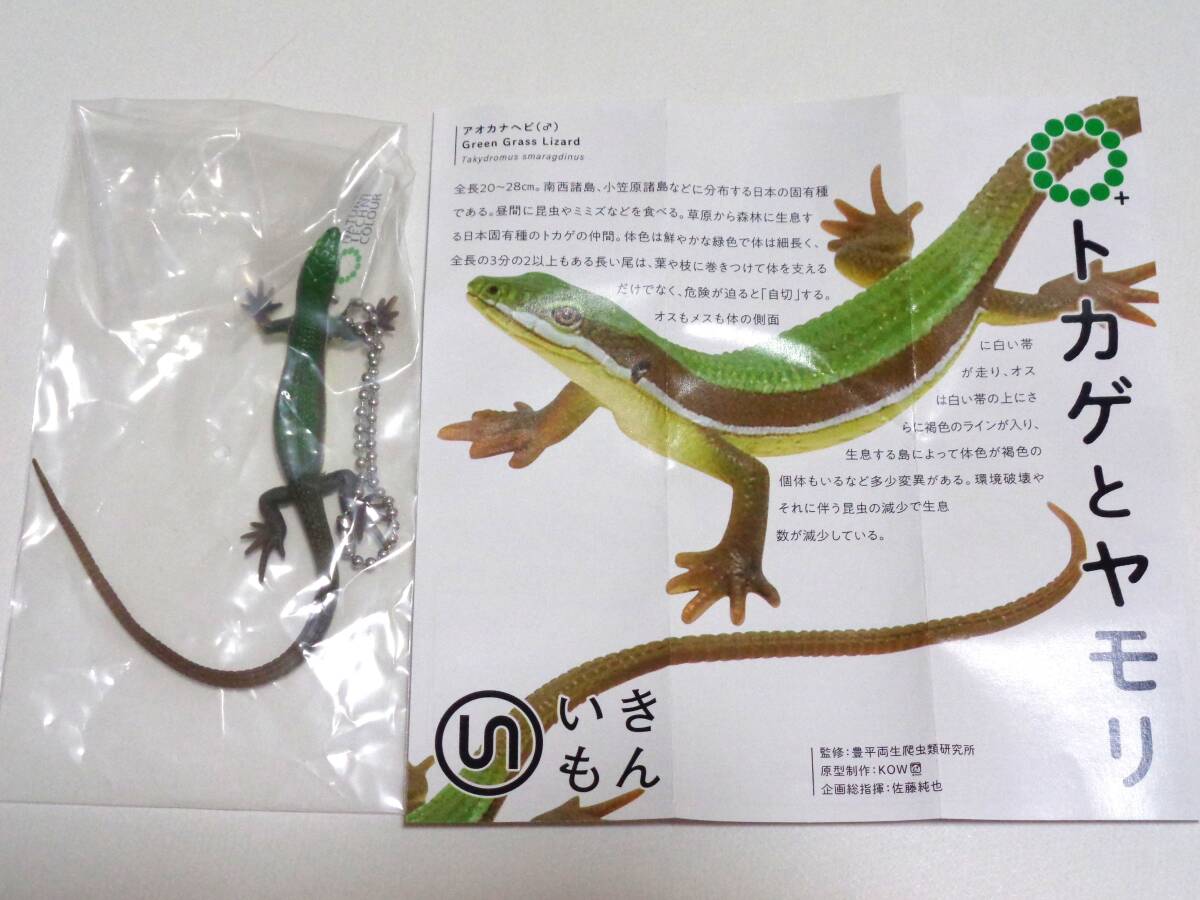 アオカナヘビ♂(ボールチェーン) トカゲとヤモリ マグネット&ボールチェーン ネイチャーテクニカラーMONO PLUS いきもん ガチャ フィギュア
